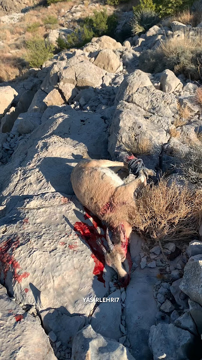 Hunting Markhor 🐐♥️ #newshorts #youtubeshorts #hunting #naturelovers #adventurelovers