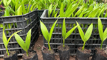 Cau giống tứ thời quả dài xuất khẩu giống mới 2024 đã có hàng || sdt/0867.878.995