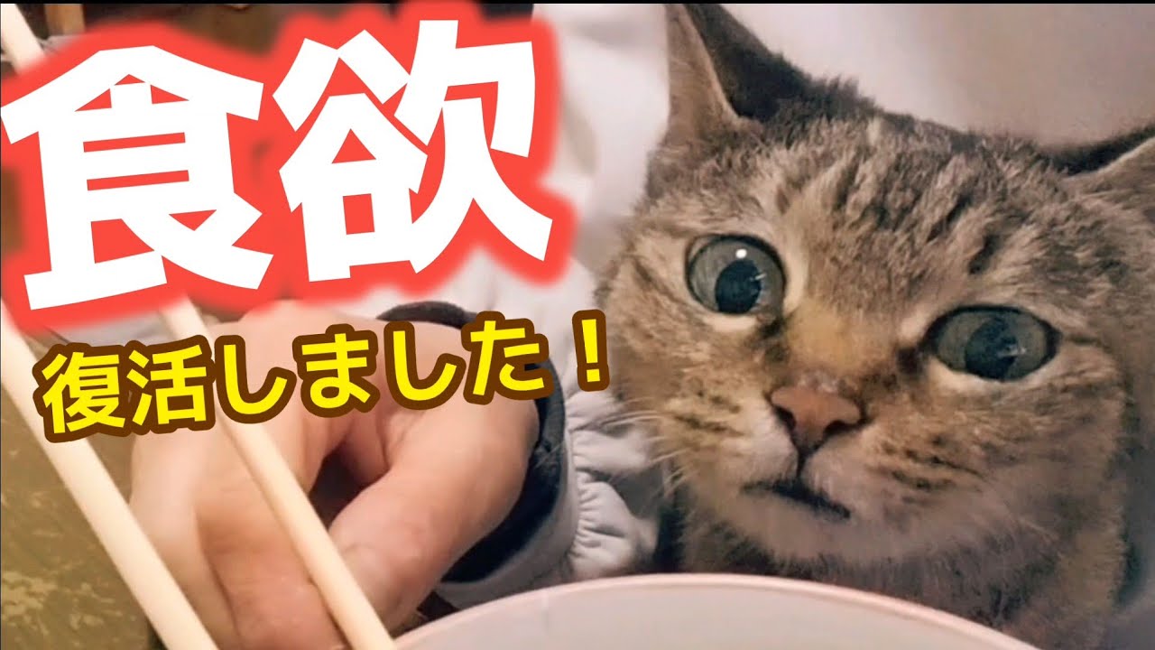 ごはんを見つめるペロ｜少しずつ元気に