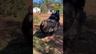 Trina finished her molt 🌟 #chickens #backyardanimals #backyardchickens