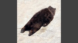 Kitty