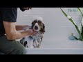 Собаки дрессировочного центра "Династия" в рекламе ричидог