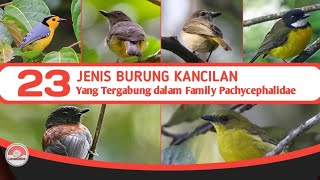 23 JENIS BURUNG KANCILAN // DI INDONESIA DARI FAMILY PACHICEPHALIDAE.