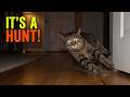 Your Cat Isn't Playing, They Are Hunting