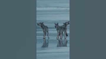 Learn the key secrets to become a successful nature & wildlife photographer with Paul Nicklen