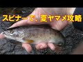 スピナーで、夏ヤマメ攻略【渓流釣り】