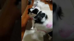 まさはる君が行く ポチたまペット大集合 Youtube まさはる君が行く ポチたまペット大集合 Youtube