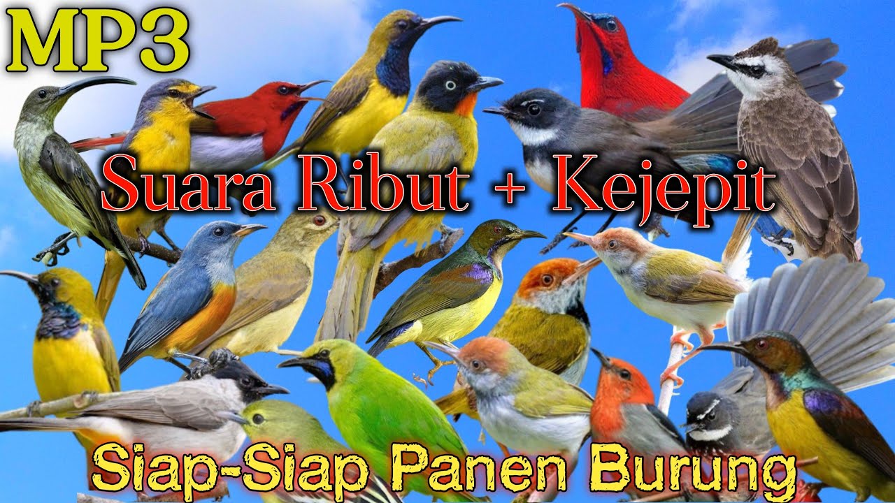 MP3 Suara Pikat Burung Kejepit Kombinasi Burung Kecil 💯%  Bakal Ampuhh 