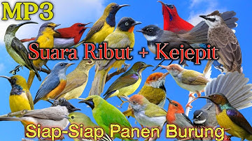 MP3 Suara Pikat Burung Kejepit Kombinasi Burung Kecil 💯%  Bakal Ampuhh 
