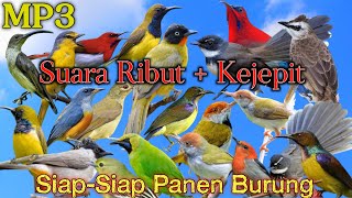 MP3 Suara Pikat Burung Kejepit Kombinasi Burung Kecil 💯% Bakal Ampuhh