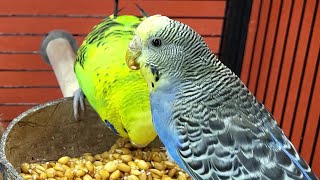 budgie sounds for lonely birds