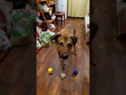 Различает ли собака цвета? /Does the dog distinguish colors?/