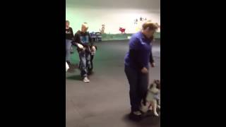 Muttcracker Ballet finale