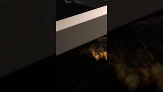 I Tried Burning A Spider Web