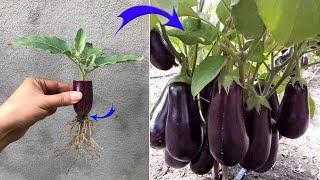 Method of breeding eggplants for quick harvest | Relax Garden by Relax Garden 10,045 views 1 month ago 14 minutes, 51 seconds