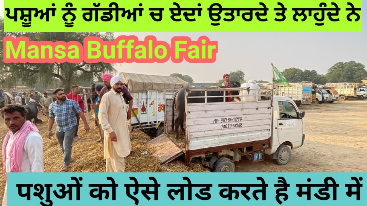 ਪਸ਼ੂ ਮੰਡੀ ਇੰਝ ਪਸ਼ੂਆਂ ਨੂੰ ਗੱਡੀਆਂ ਚੋਂ ਉਤਾਰਦੇ ਚੜਾਇਆ ਕਰਦੇ ਨੇ। पशु मेले में जानवरों को गाडियों से उतारते