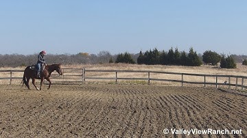 MK Cat Rey - working the flag! - ValleyViewRanch.net