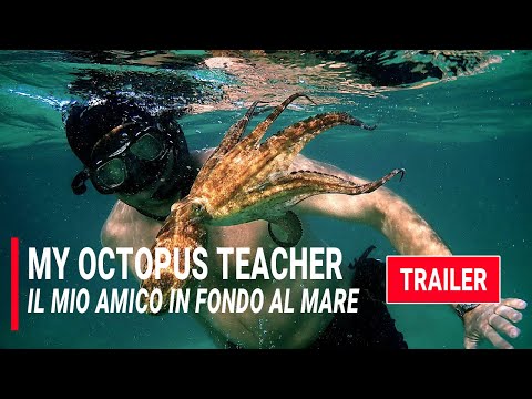 Il mio Amico in Fondo al Mare (Trailer) | 2020, Netflix | Bollablu Channel