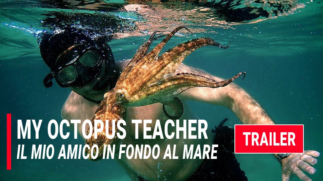 Il mio Amico in Fondo al Mare (Trailer) 2020, Netflix Bollablu Channel YouTube Il mio Amico in Fondo al Mare (Trailer) 2020, Netflix Bollablu Channel YouTube