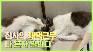 고양이랑 재택근무하기 🐈🐈