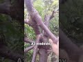 Vizágak kitörése HÁZI METSZÉS 6
