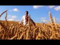 Павло Доскоч - Пшениця колоситься