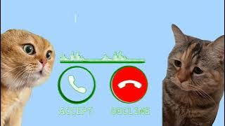 kucing, nada dering@Tahip