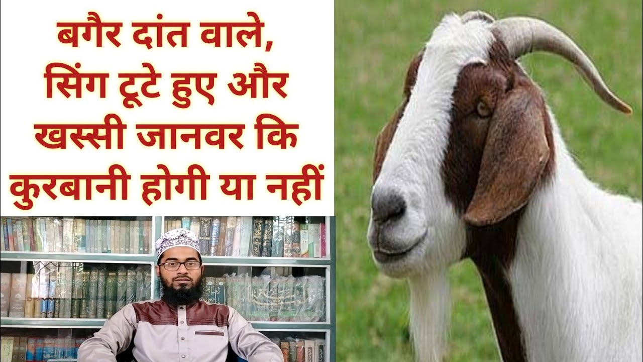 Qurbani ka janwar kaisa hona chahiyeकुरबानी के जानवर के मसाइल YouTube