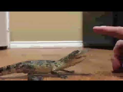 Baby Crocodiles Sounds