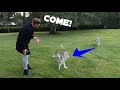 Teaching recall to your dog: Practice outside