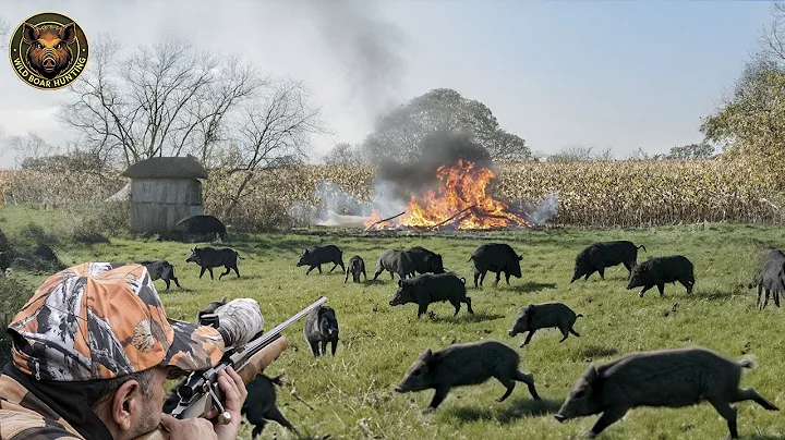 How Do Australian Hunters Combat The Invasion Of 24 Million Feral Pigs | Wild Boar Hunting