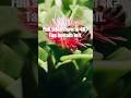 ☝️"Mini Slideshow Series: EP2 Pollinators of Southern California" video out now! #a7rv #a6700