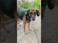 Meri Sari duniya hi tum ho #pawsn #trending #pets #petshub #petsunited #love #streetdog #saintbern