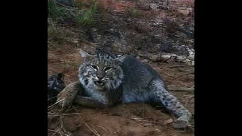 Predator Control - Coyote and Bobcat - CSRA Trapping Service