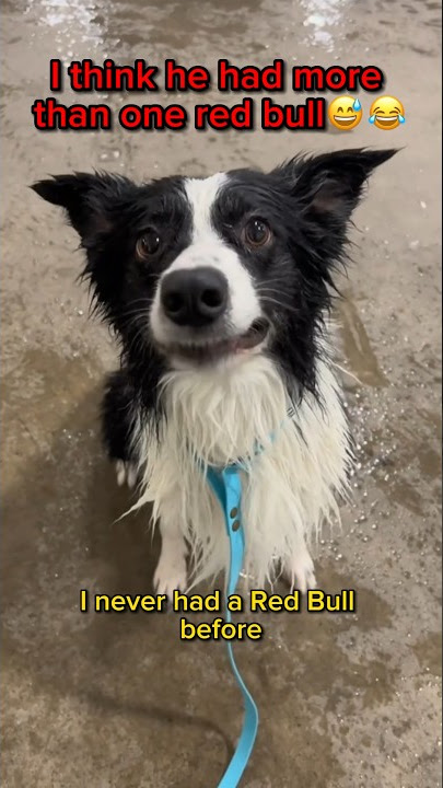 I Think He Had To Much Red Bull😂😅#shorts (original video belongs to:@taylordl on tiktok)