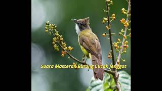 Suara Masteran Burung Cucak Jenggot||cocok buat Muraibatu Cucak ijo Kacer Anis||