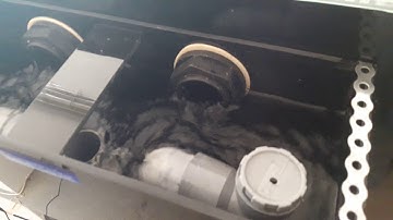 Dream Waters - 300litr aquarium - bean animal overflow