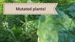 Mutated Plants!