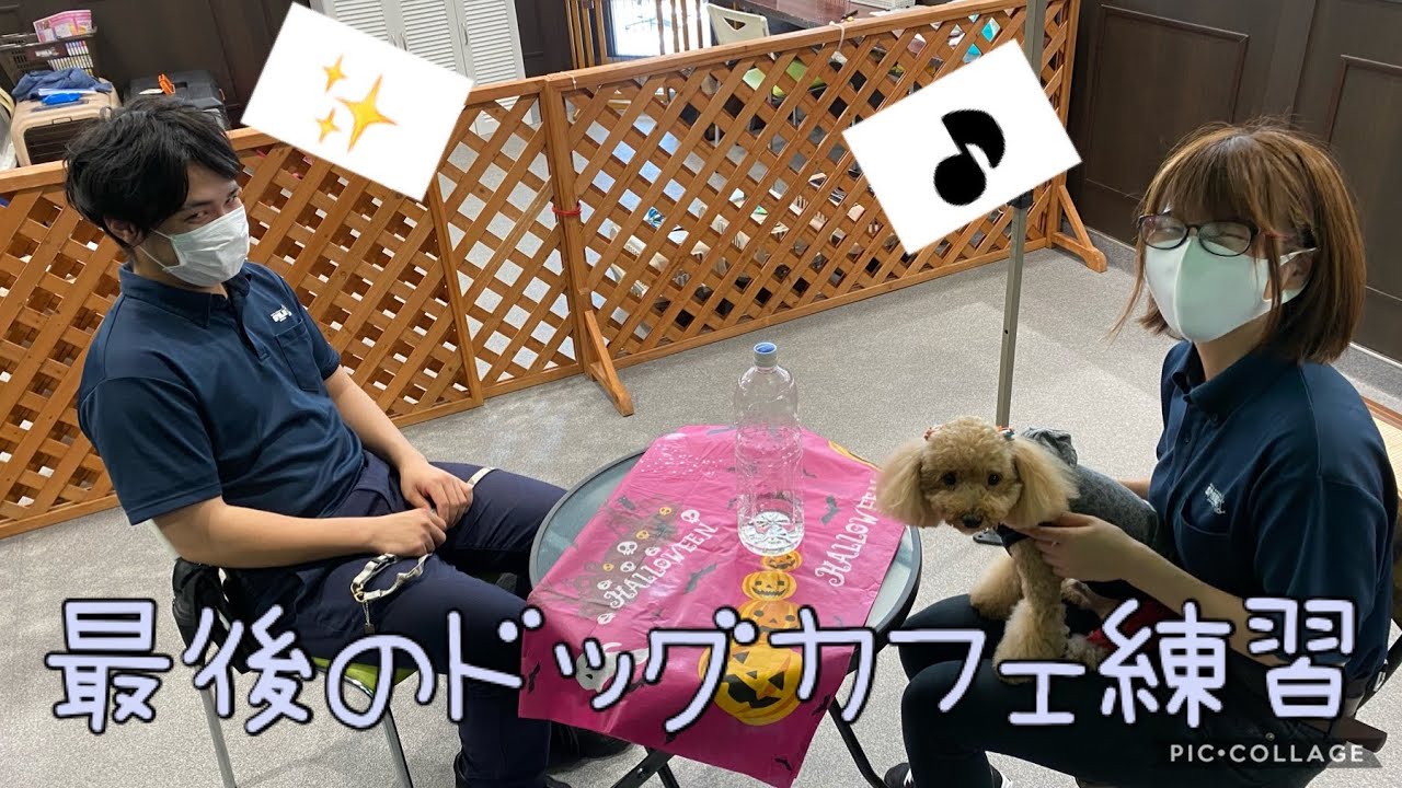 幼稚園カフェ ドッグカフェ練習を頑張った梅吉くんとクロくん Youtube 幼稚園カフェ ドッグカフェ練習を頑張った梅吉くんとクロくん Youtube
