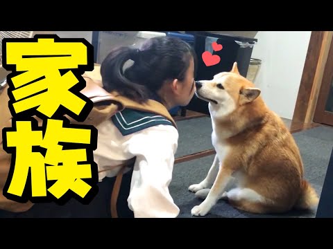 柴犬ちくわの新しい妹弟犬(家族)のお迎えについて…