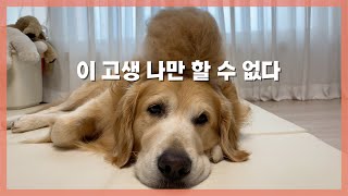 Retriever loves to get groomed  How to deal with Retriever Shedding, Flying hairs