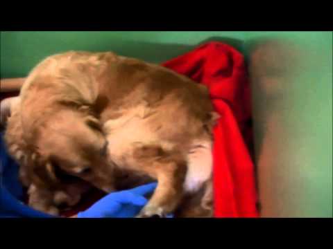 Video: Hur Man Berättar Om En Hund är I Förlossning