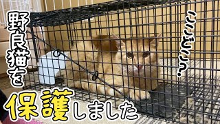 人間にイジメられていた野良猫をついに保護します