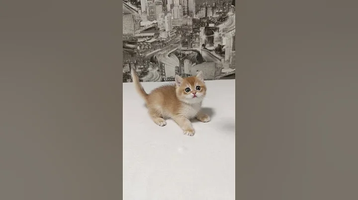 Video 7873581: british cat kitten, british golden kitten, color british, lovely british