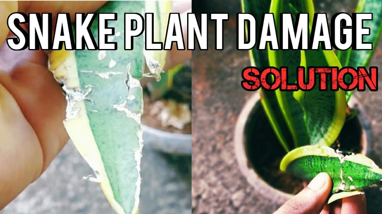 Snake plant pests Snake plant care tips Snake plant YouTube