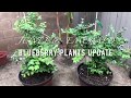 My Blueberry plants after 2 months update - Jewel & Emerald variety