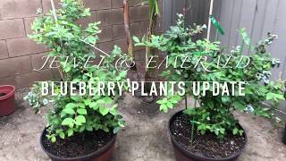 My Blueberry plants after 2 months update - Jewel & Emerald variety