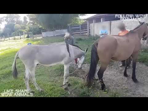 Keledai Kecil Kawin Dengan Kuda Betina Besar