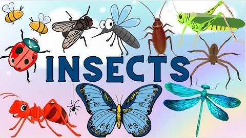 Insects| Learn Insects names in English for Kids| Ant Honeybee Fly Mosquito Butterfly Grasshopper