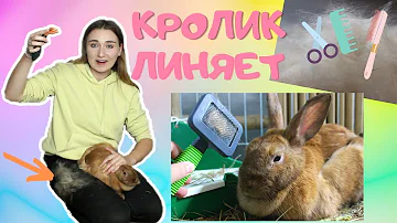 КРОЛИК ЛИНЯЕТ! ПОЧЕМУ КРОЛИК СИЛЬНО ЛИНЯЕТ? / КАК ВЫЧЕСЫВАТЬ КРОЛИКА? / ДЕКОРАТИВНЫЙ КРОЛИК УХОД!